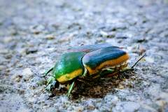 Green June Bug