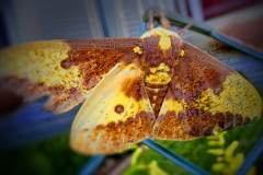Imperial Moth