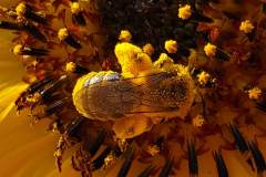 Pollen to the max