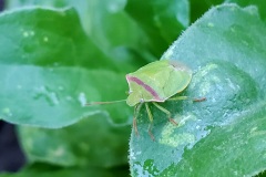 Red Shouldered Stink Bug