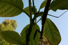 Mantis