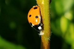 Lady Bug