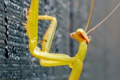 Mantis Droplet