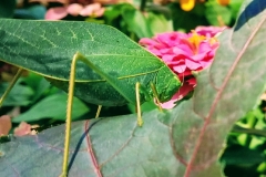 Leaf