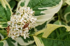 Clouded Plant Bug