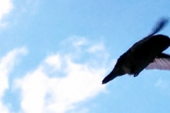 In Flight