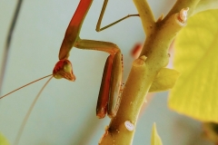 Mantis