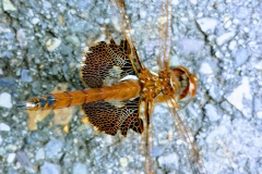 Translucent Wings