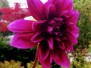 Flora