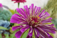 Zinnia-riffic
