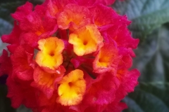 Lantana