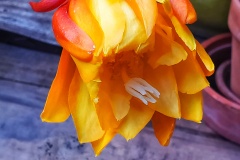 Epiphyllum