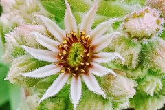 Hens & Chick Flower