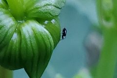 Baby Dahlia