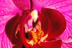 Orchid: Close up and personal