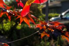 Maple Seed Wings
