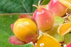 St. John's Wart