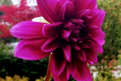 Dahlia