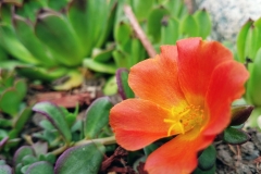 Succulent Flower
