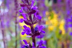 Salvia