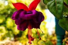 Nyctaginaceae