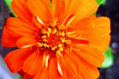 Orange Zinnia