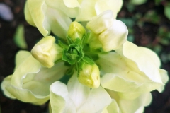Linaria vulgaris