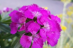 Sweet William