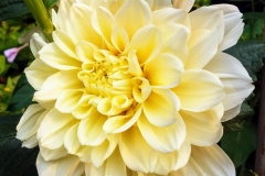 White Dahlia