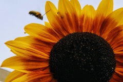 Bee in flight.