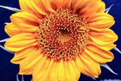 Brilliant Colors