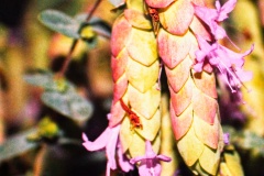 Ornamental Oregano