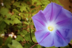 Morning Glory