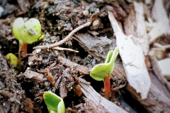 Sprouts